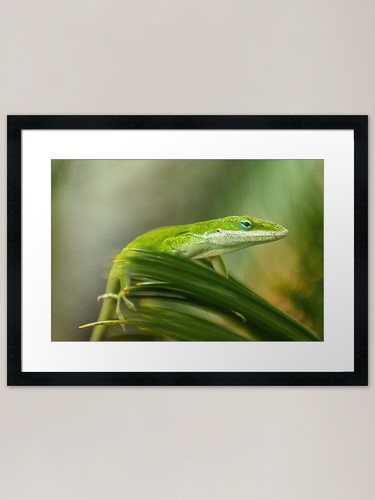 Green anole lizard - green,
