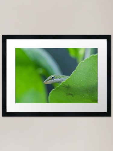 Green anole lizard framed - anole,